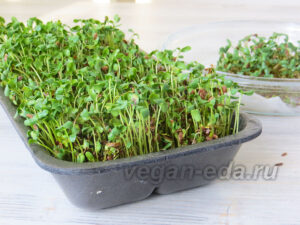 Семядольные